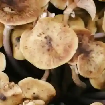 Mushroom Supplements